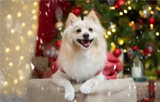 Sesiones navideñas cdmx mascotas